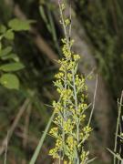 inflorescence